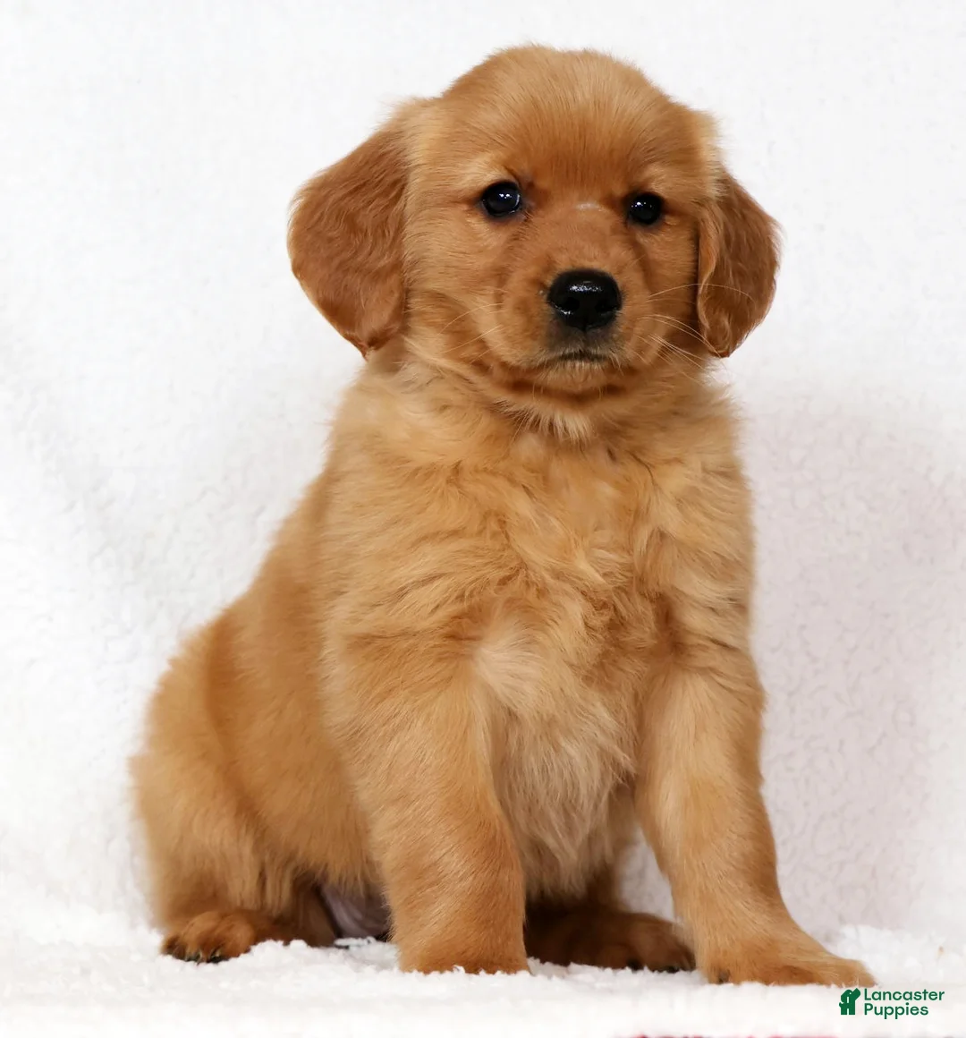 Golden Retriever dogs for sale: Layla - Ad 1