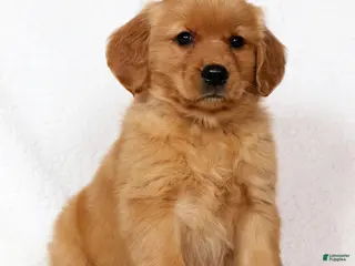 Golden Retriever dogs for sale: Layla - Ad 1
