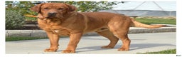 Labrador Retriever dogs for sale: Riley - Ad 6