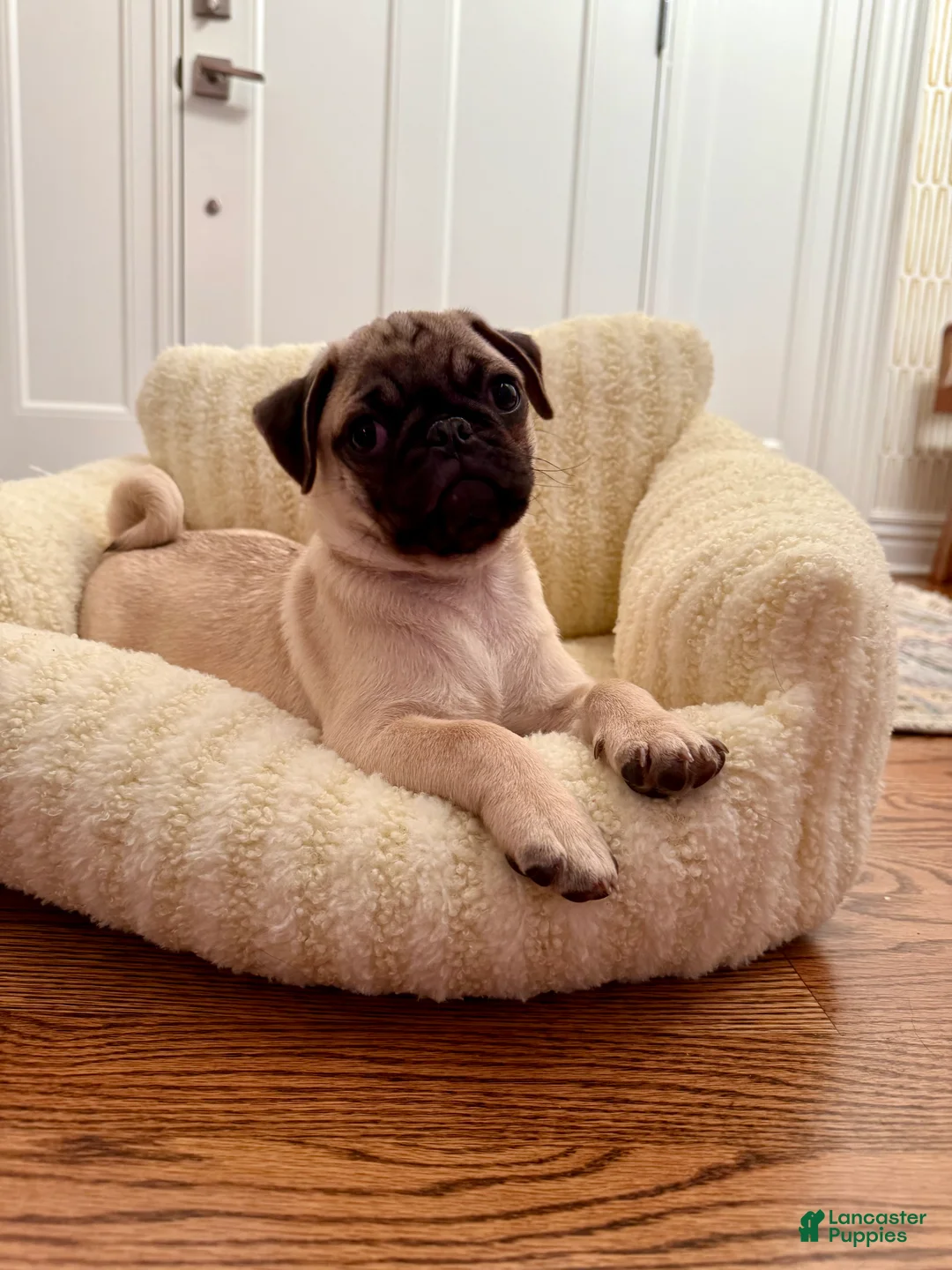Pug dogs for sale: Pug Puppy 1 - Ad 3
