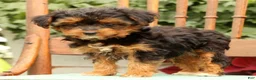 Morkie dogs for sale: Dana - Ad 4