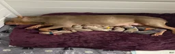American Bully dogs for sale: American Bully 1 - Ad 8