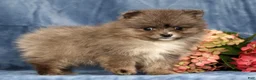 Pomeranian dogs for sale: Levi - Ad 7