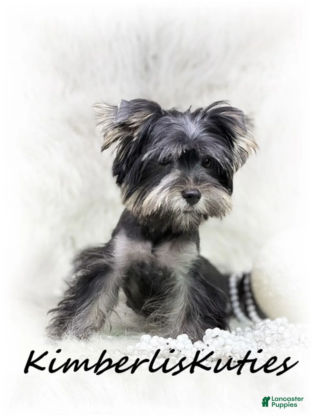 Yorkshire Terrier dogs for sale: Yorkshire Terrier 1 - Ad 3
