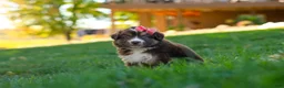 Miniature Australian Shepherd dogs for sale: Jinx - Ad 5