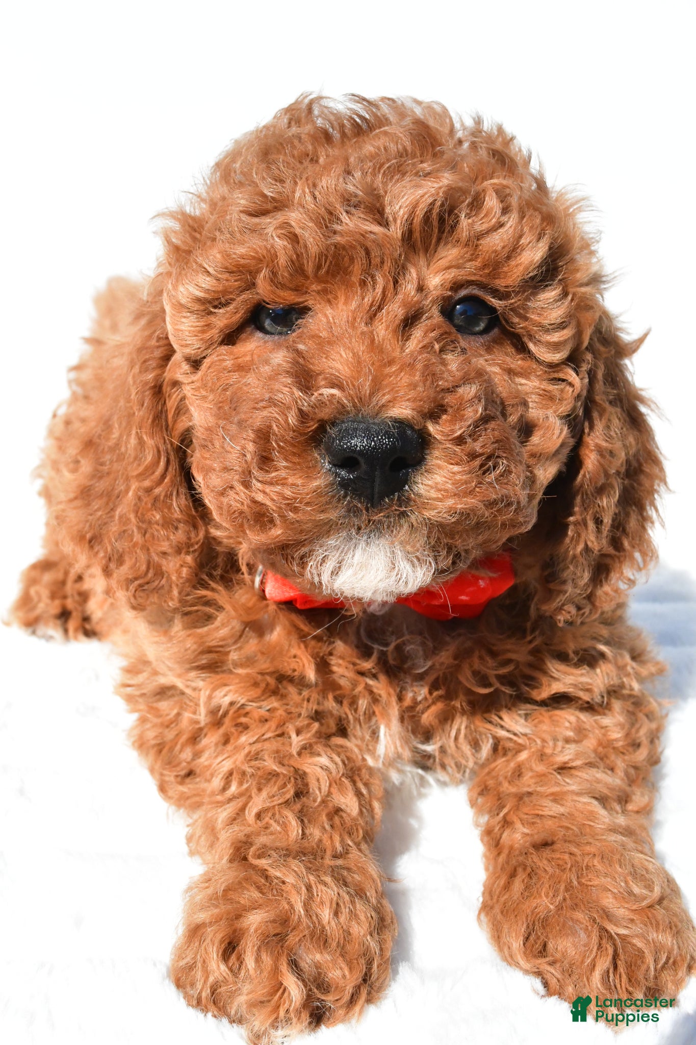 Miniature Poodle dogs for sale: Shawn - Ad 4