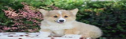 Welsh Corgi Pembroke dogs for sale: Finnegan - Ad 3