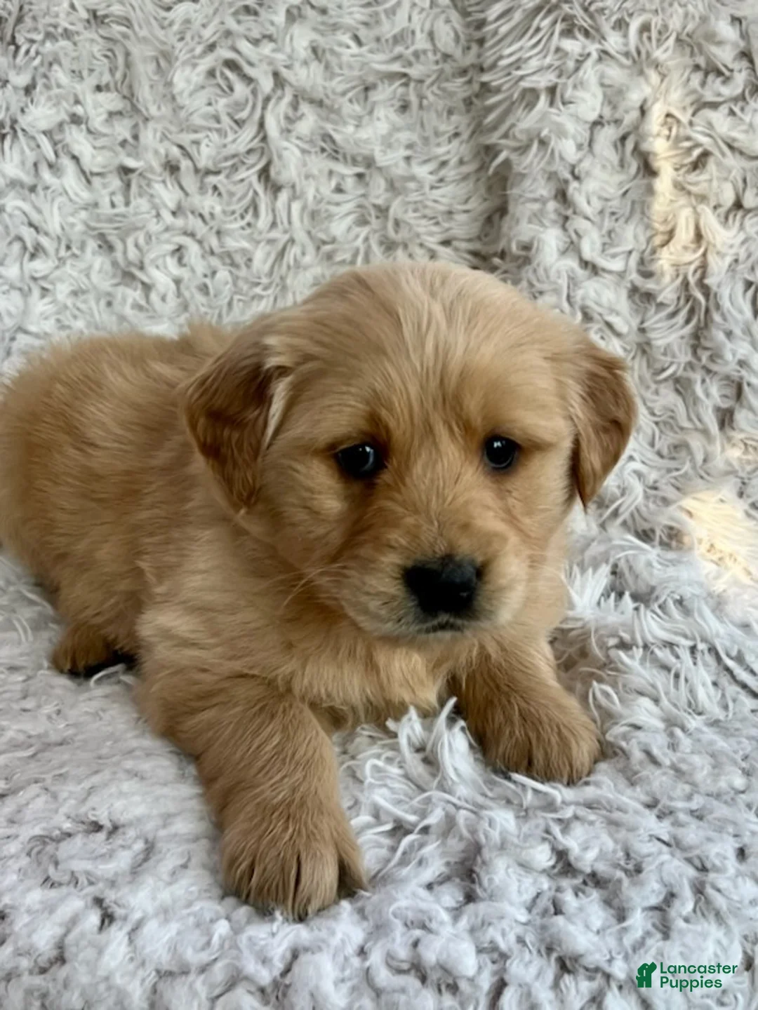 Golden Retriever dogs for sale: Lola - Ad 3