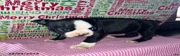Boston Terrier dogs for sale: Faith - Ad 1