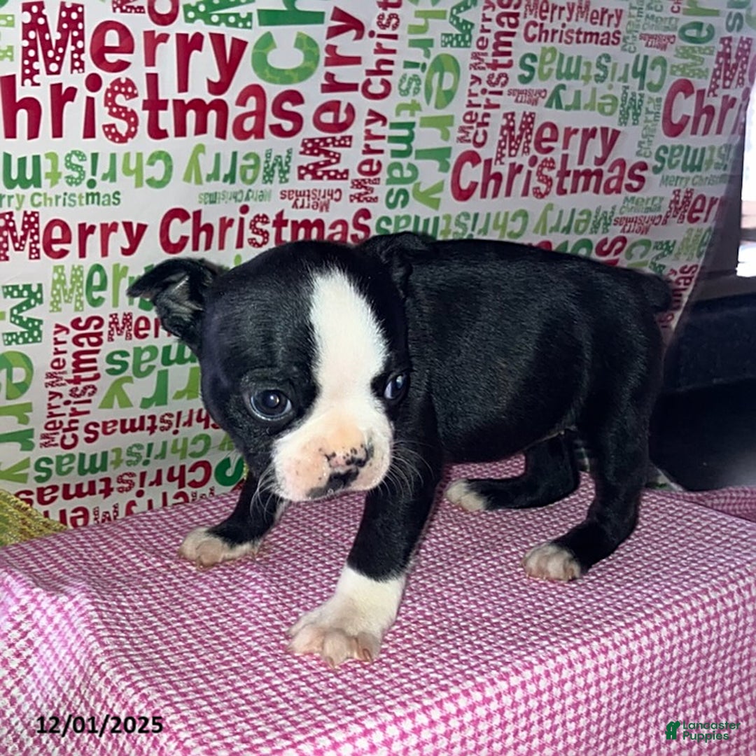 Boston Terrier dogs for sale: Faith - Ad 1