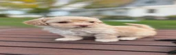 Maltipoo dogs for sale: Champ - Ad 7