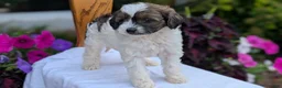 Maltipoo dogs for sale: Koko - Ad 5