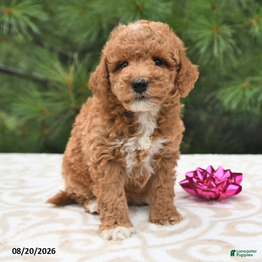 Mini Goldendoodle dogs Luna  - Ad 1
