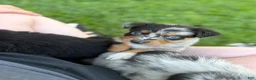 Australian Shepherd dogs for sale: Juniper  - Ad 2