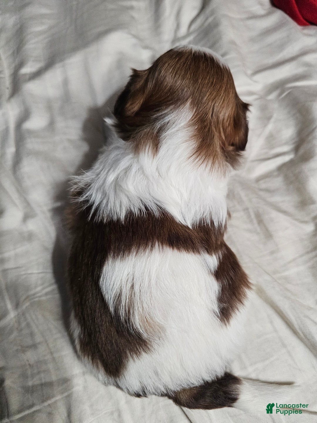 Shih Tzu dogs for sale: Hershey Kisses - Ad 6