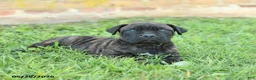 Cane Corso dogs for sale: Dawson - Ad 4