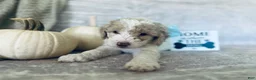 Goldendoodle dogs for sale: Jade 🩵 - Ad 7