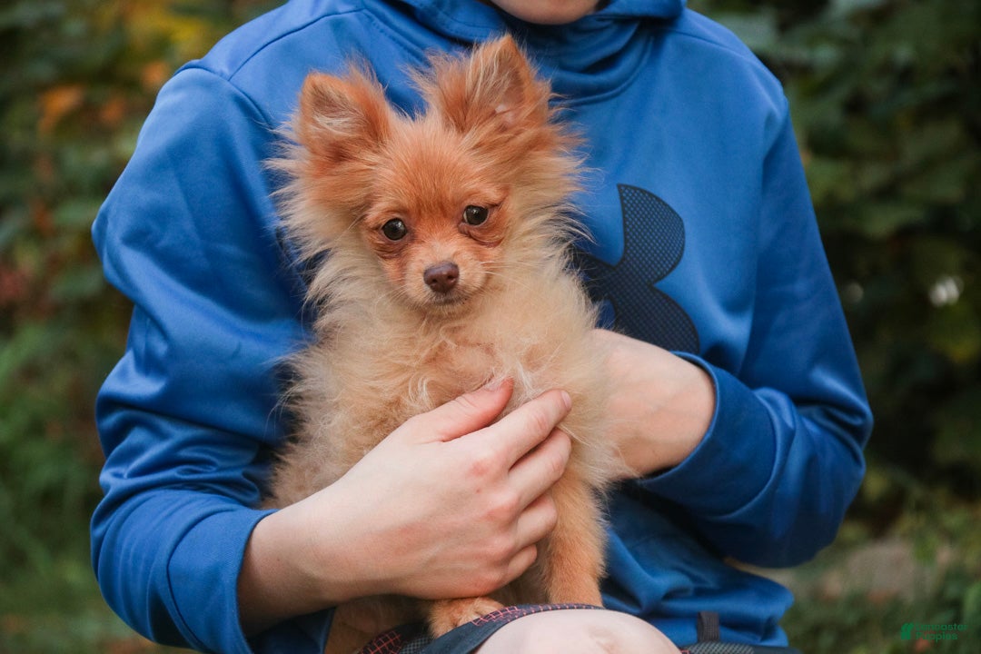 Pomeranian dogs for sale: Toulouse Pomeranian  - Ad 1