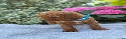 Toy Poodle dogs for sale: Parker - Ad 6