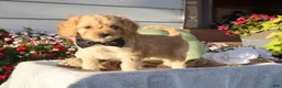 Cavapoo dogs for sale: Laredo  - Ad 4