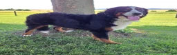 Bernese Mountain Dog dogs for sale: Aspen - Ad 4