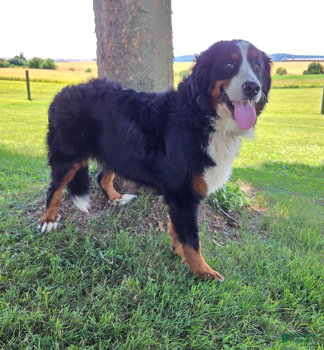 Bernese Mountain Dog dogs for sale: Aspen - Ad 4