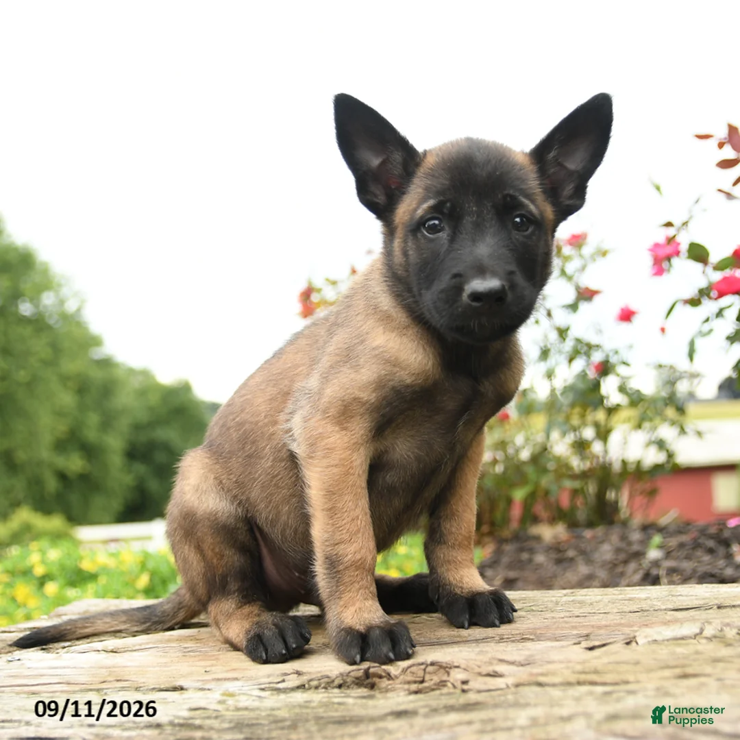 Belgian Malinois dogs for sale: Max - Ad 3