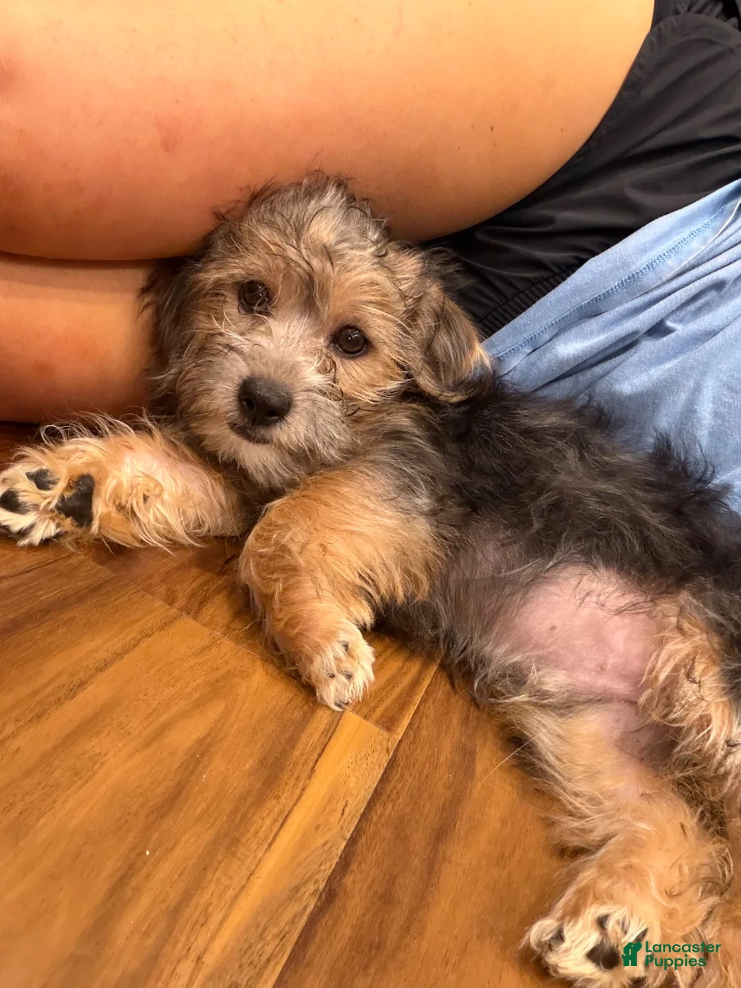 Yorkiepoo dogs for sale: Yorkiepoo 1 - Ad 5