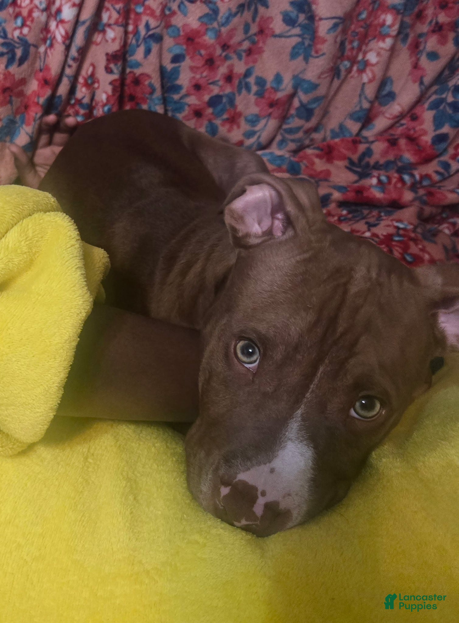 American Pit Bull Terrier dogs American Pit Bull Terrier Puppy 1 - Ad 7