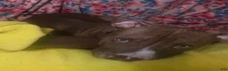 American Pit Bull Terrier dogs for sale: American Pit Bull Terrier Puppy 1 - Ad 1
