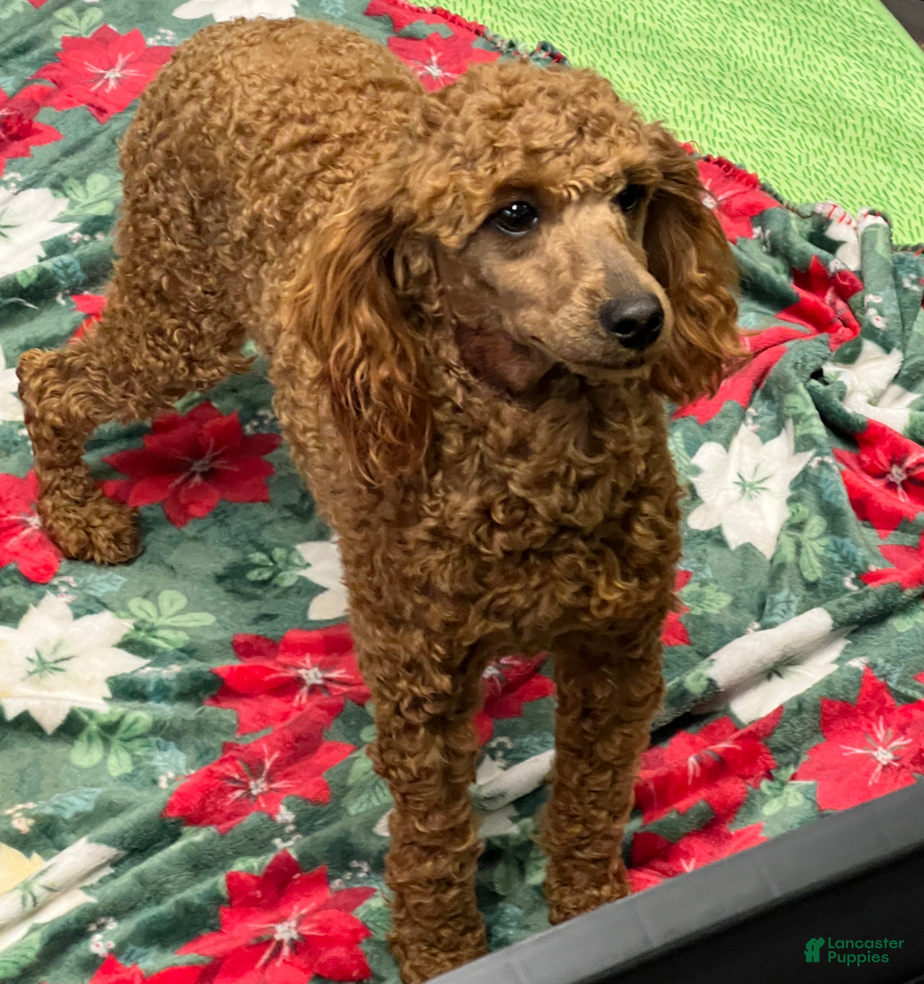 Miniature Poodle dogs Brent - Ad 41