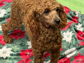 Miniature Poodle dogs Brent - Ad 1