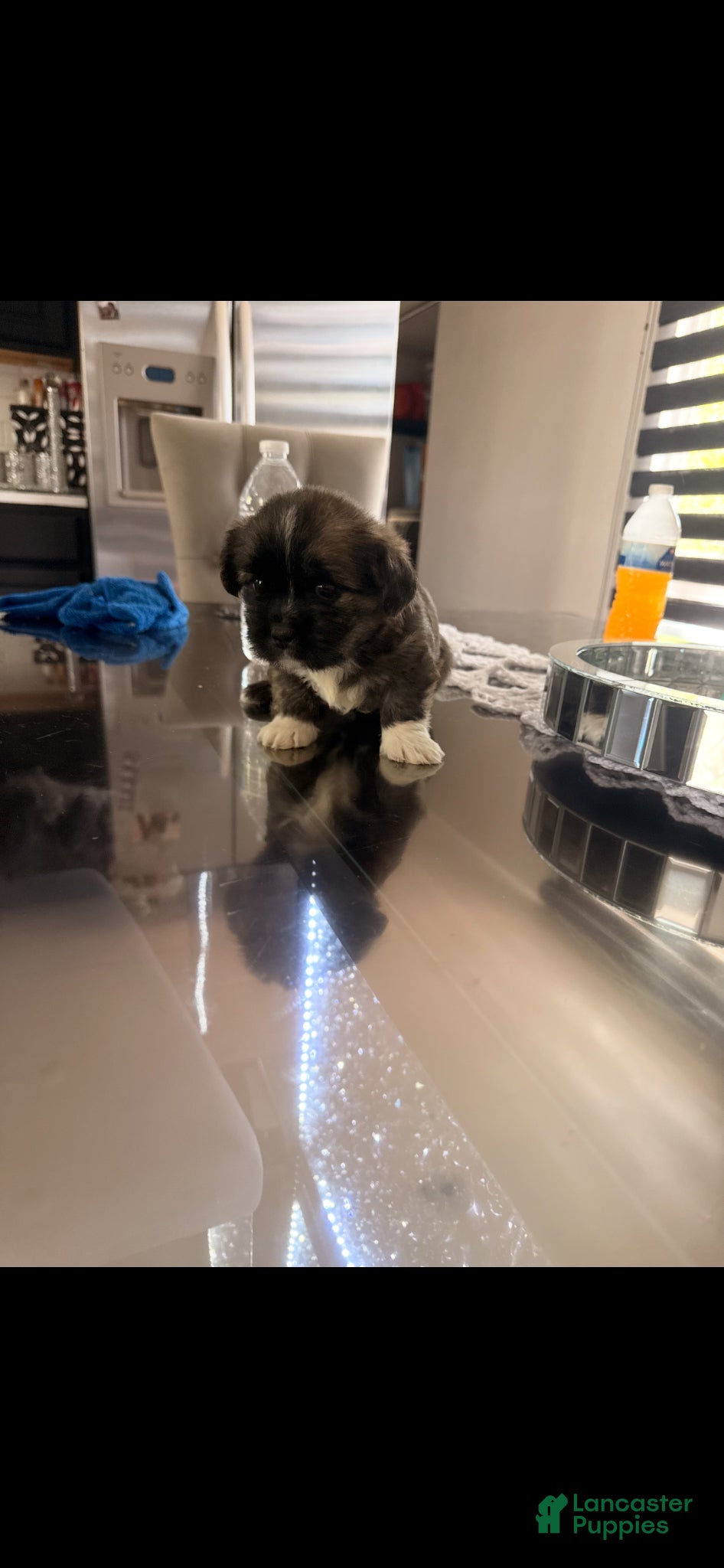 Shorkie dogs for sale: Shorkie Puppy 3 - Ad 3