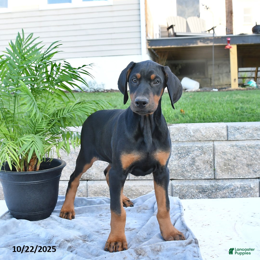 Doberman Pinscher Puppies for sale Lancaster Puppies