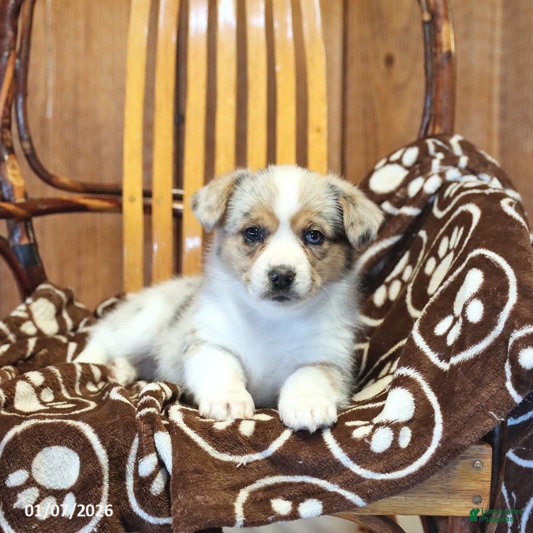 Mixed Breed dogs for sale: Ava  - Ad 5