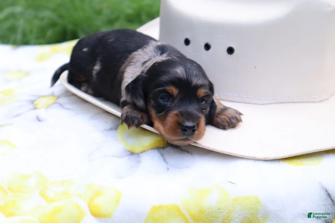 Miniature Dachshund dogs for sale: Millie  - Ad 2