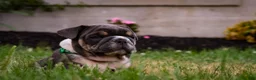 English Bulldog dogs for sale: Dino - Ad 3