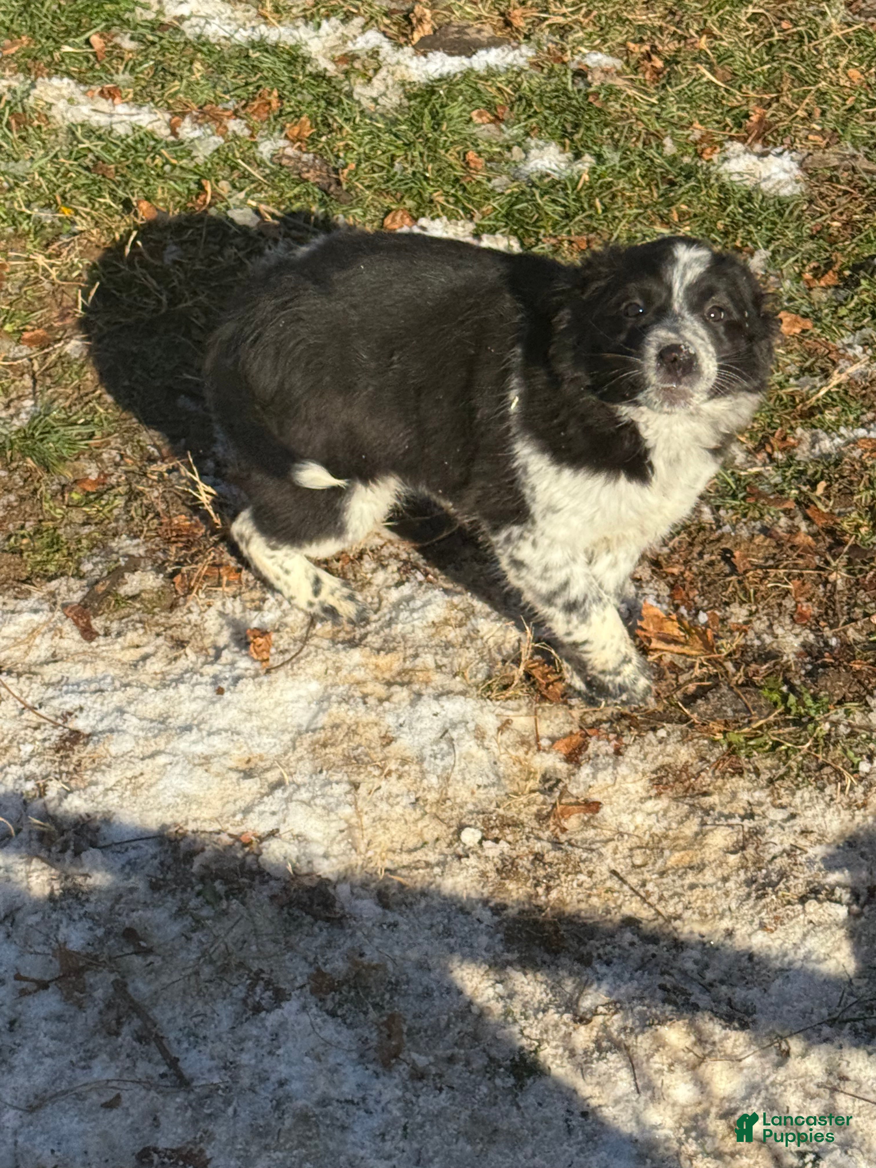 Mixed Breed dogs Mixed Breed Puppy 4 - Ad 19