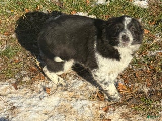 Mixed Breed dogs Mixed Breed Puppy 4 - Ad 34