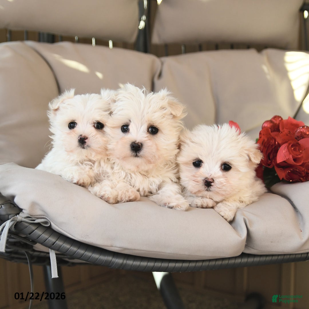 Mixed Breed dogs for sale: Lucky - Ad 3