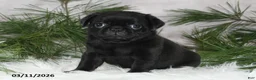 Pug dogs for sale: Everett - Ad 5