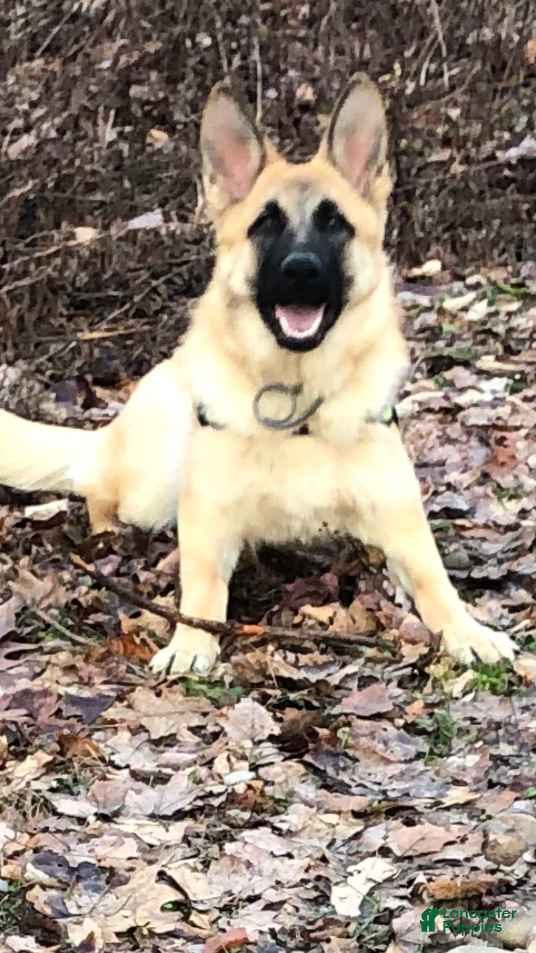 German Shepherd dogs for sale: Purebred German Shepherd  - Ad 5