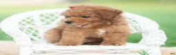 Toy Poodle dogs for sale: Milo AKC - Ad 6