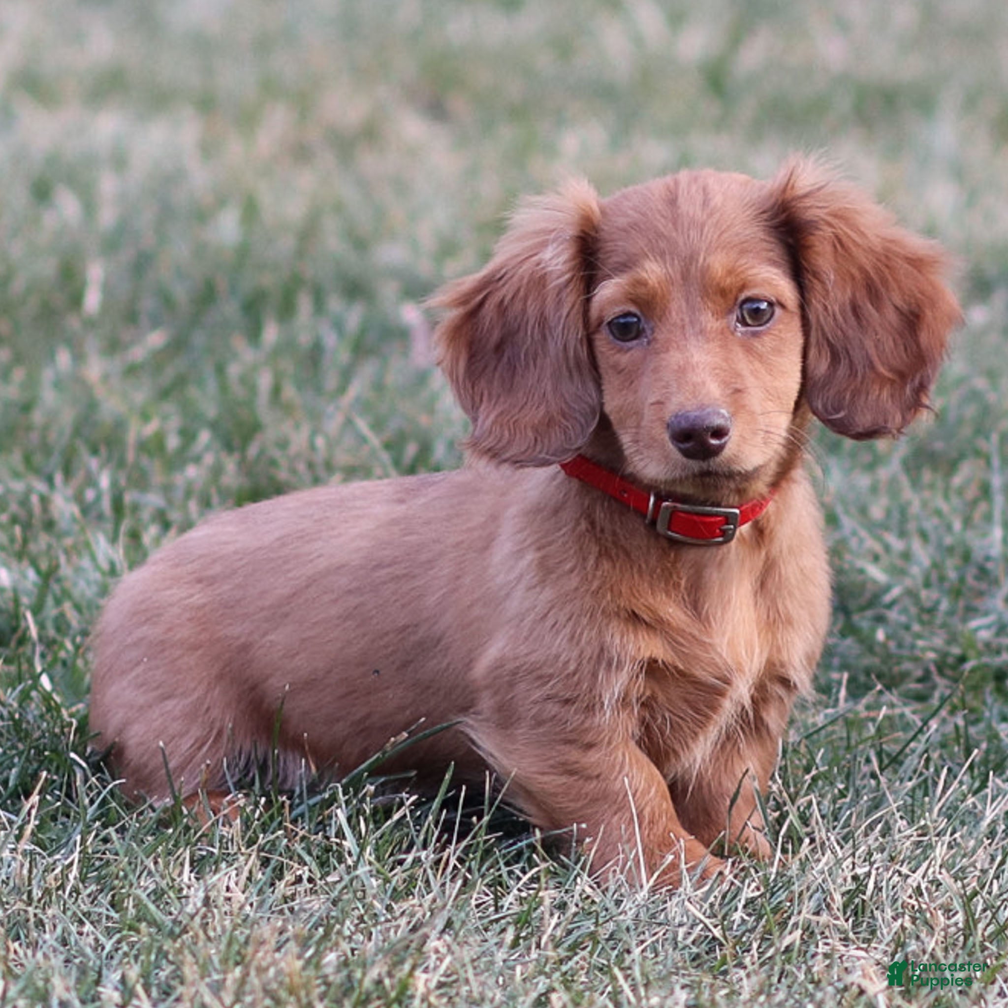 Dachshund dogs Hannah - Ad 15