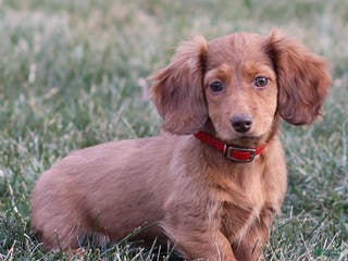 Dachshund dogs Hannah - Ad 19