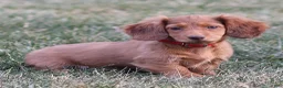 Dachshund dogs for sale: Hannah - Ad 1
