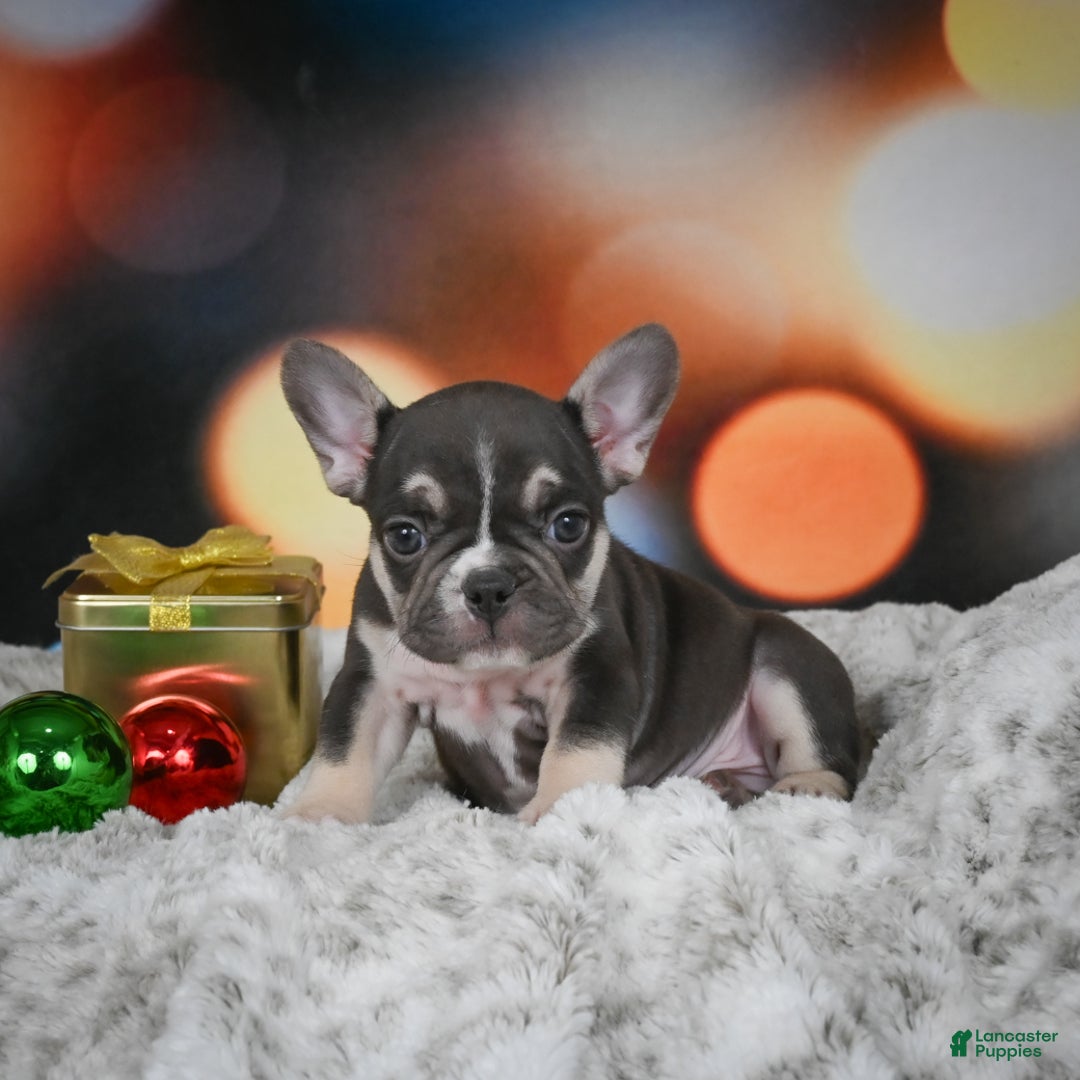 French Bulldog dogs for sale: Conrad - Ad 6