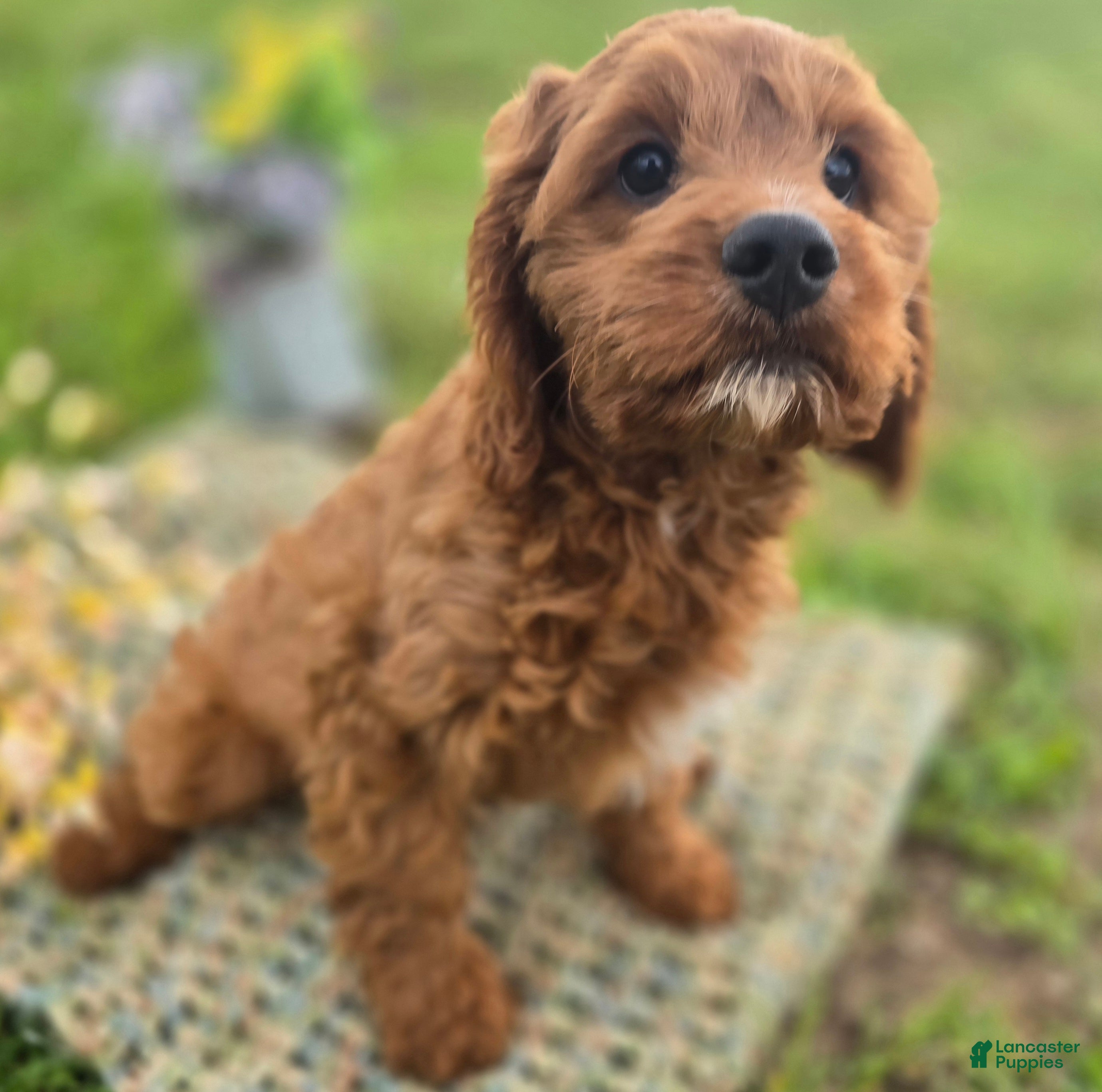 Cavapoo dogs Iceberg - Ad 27