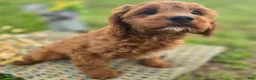 Cavapoo dogs for sale: Iceberg - Ad 21