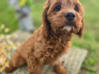 Cavapoo dogs Iceberg - Ad 27